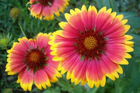 Blanket Flowers Focusonflowers Indiana Public Media