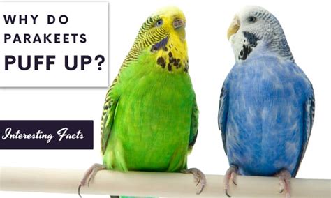 Why Do Parakeets Puff Up? Know Some of Reasons Here!