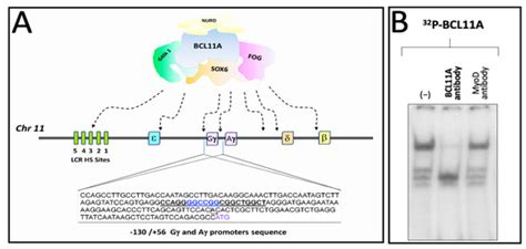 Effects Of Mithramycin On Bcl A Gene Expression And On The Interaction