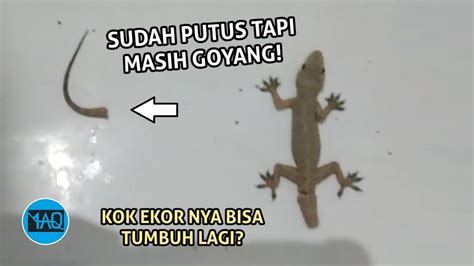 Heh Kenapa Ekor Cicak Masih Bisa Bergerak Padahal Sudah Tidak