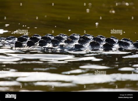 Back Scales Of American Alligator Alligator Mississippiensis In