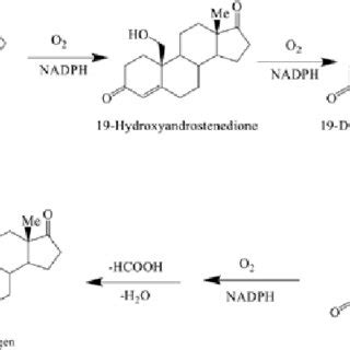 Mechanism Cascade in the biosynthesis of Aromatase Enzyme. | Download ...