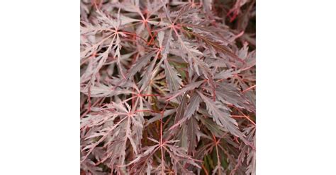 Erable Du Japon Inaba Shidare Acer Palmatum Tous Les Erables Du