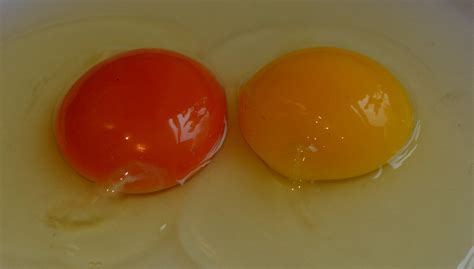 The Secret To Brighter Egg Yolks How I Naturally Changed The Colour Of