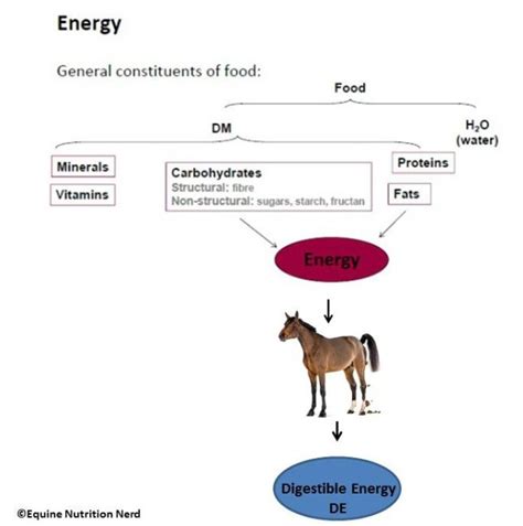 Counting Calories In The Equine Diet The Equine Nutrition Nerd