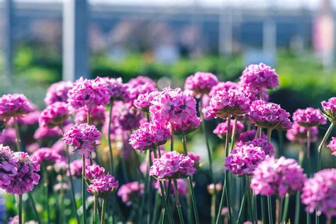 Assorted Perennials