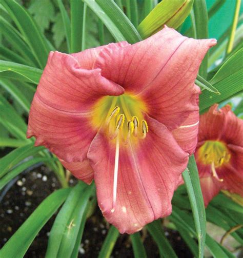 Rosy Returns Daylily Johnson S Nursery KB