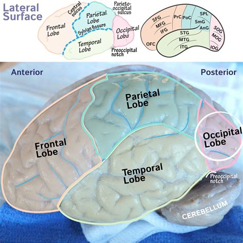 Neuroanatomy Glossary Cerebrum Occipital Lobe Ditki Medical