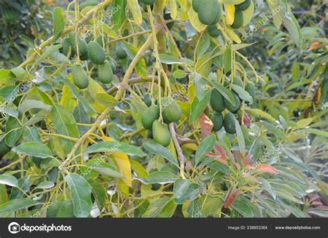 Avocado Tree Persea Americana Stock Photo By ©panthermediaseller 338853364