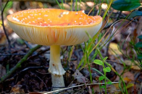 Amanita Muscaria Var Guessowii Foraging Preparation Guide