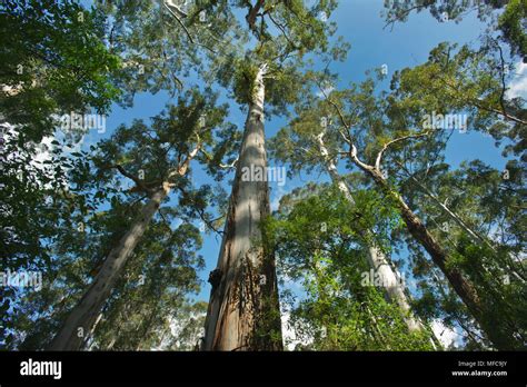 Giant Karri Trees Eucalyptus Diversicolor Big Tree Grove Up To