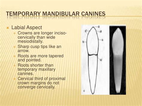 Lower Primary Anterior Teeth From Ci To Canine