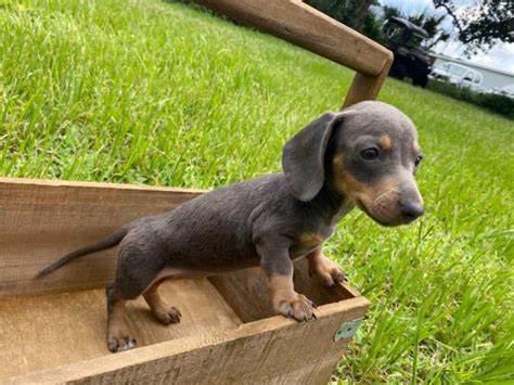 35 Blue Miniature Dachshund Puppies For Sale In California Pic Bleumoonproductions