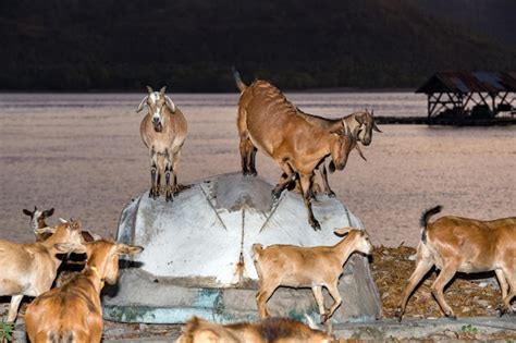 Premium Photo Goat At The Beach At Sunset In Indonesia