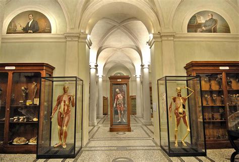 Mau Int Museo Di Anatomia Umana Luigi Rolando Universit Di Torino