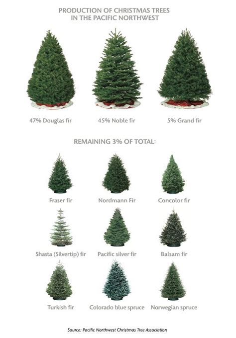 Washington State Magazine Christmas Tree Guide Types Of Christmas Trees Live Christmas Trees