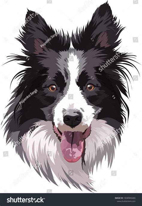 Border Collie Are They Really All That Smart