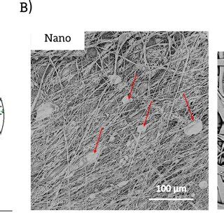 A Fiber Diameter Distribution And B Internal Surface Morphology