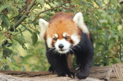 Zoos in Japan: Kobe Oji Zoo’s Cute Red Panda