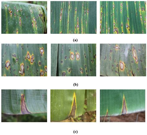 Images Of Leaves Infected With Leaf Spot Diseases A Sigatoka B