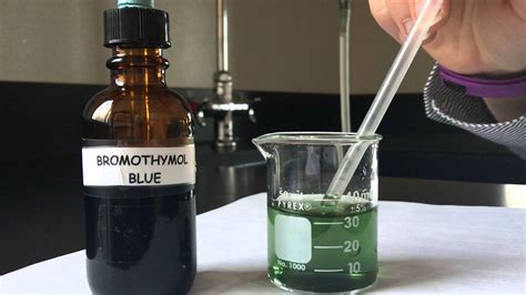 Bromothymol Blue Respiratory Physiology Experiment YouTube