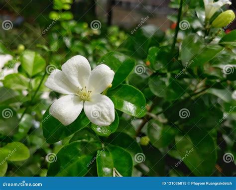 Sampaguita Flower Stock Images Download 176 Royalty Free Photos