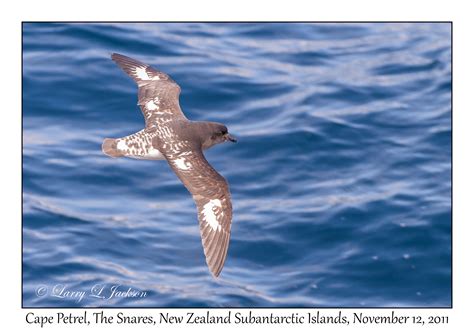 The Snares, New Zealand Subantarctic Islands - Slideshow :: Underwater ...