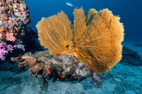 Giant Sea Fan With Colorful Coral Reef In Thailand Stock Photo Image