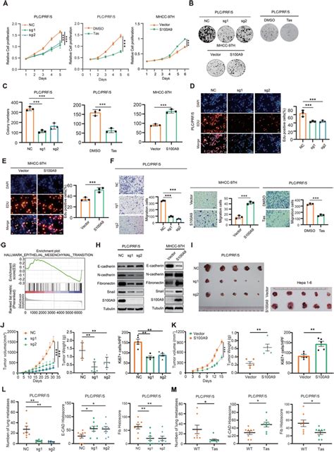 S100a9 Promotes The Growth And Metastasis Of Hcc Cells In Vitro And In