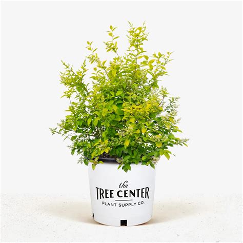 Golden Privet For Sale Online | The Tree Center