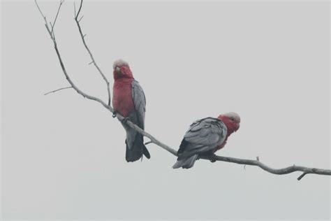 Galah From Jarrahmond Vic Australia On November At