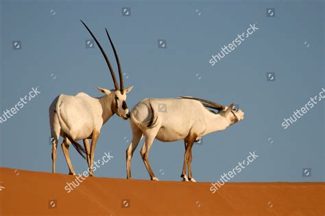 Arabian Oryx Oryx Leucoryx Courting Pair Editorial Stock Photo Stock