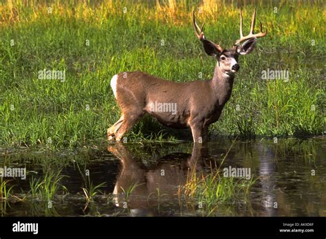 Deer in kaibab national forest hi-res stock photography and images - Alamy