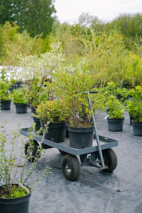 Selecting And Planting Shrubs Hubpages