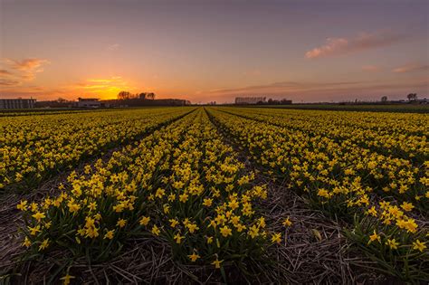 Fondos de Pantalla Países Bajos Campos Amaneceres y atardeceres