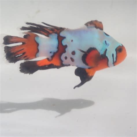 Oceans Garden Aquaculture Ora Premium Long Fin Snowflake Clownfish