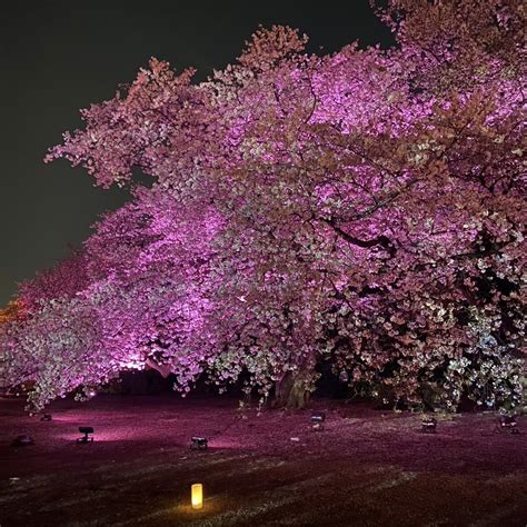 期間限定新宿御苑NAKEDコラボが美しすぎるインスタ映えの夜桜イベントで非日常なお花見体験しちゃおう トレンドお届けメディア