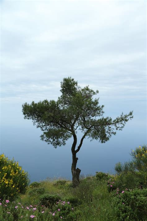 Lone Tree Of Capri Stock Photo Image Of Ocean Italy 19381338