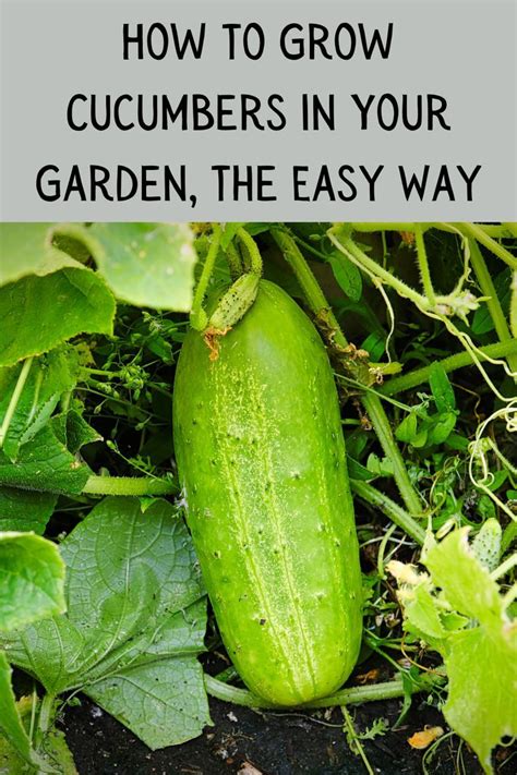 How To Grow Cucumbers In Your Garden The Easy Way Growing Cucumbers