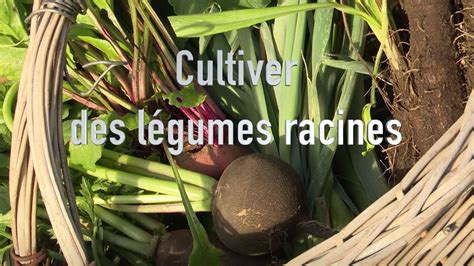 Cultiver Des L Gumes Racines Pour L Hiver Youtube