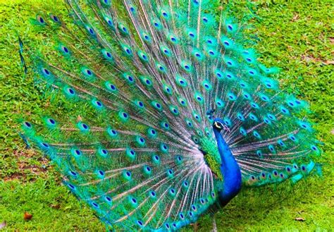 Sale in Kuwait - Tanzilaat News تنزيلات: Peacock for Sale in Kuwait Zoo ...