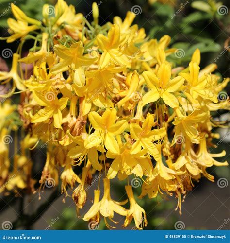 Azalea stock image. Image of nature, yellow, bush, garden - 48839155