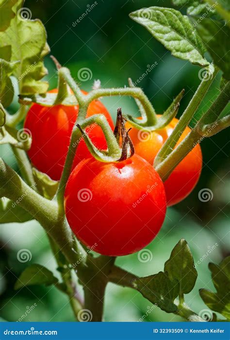 Cherry Tomatoes On The Vine Stock Image Image Of Bright Vegetable