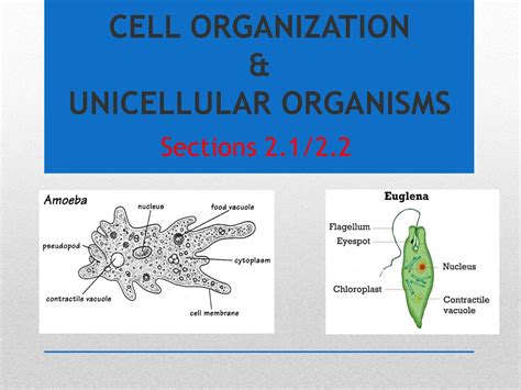 Unicellular Organisms Diagram