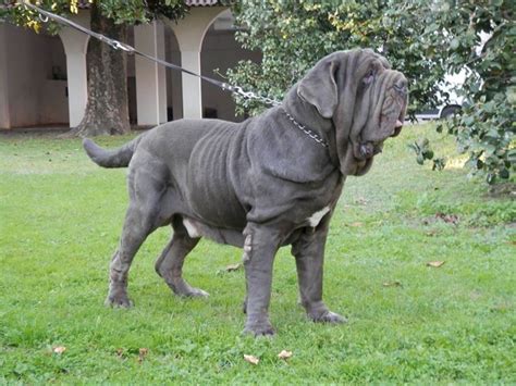 Allevamento Mastino Napoletano Cani Taglia Grande Come Allevare Un