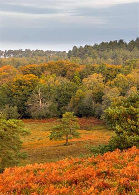 Explore The New Forest And Hampshire Visit The New Forest