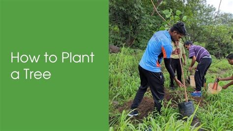 How To Plant A Tree Step By Step Tree Plantation Guide