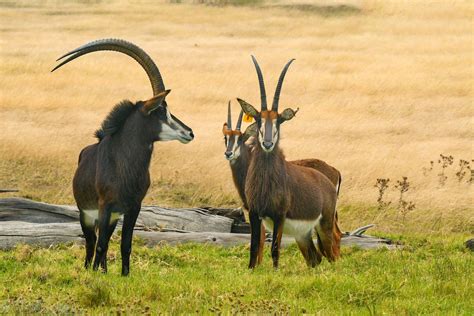 Photo Of Wild Sable Antelopes Hippotragus Niger In A Savanna · Free