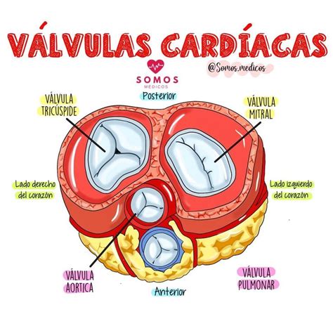 V Lvulas Cardiacas Anatom A M Dica Cosas De Enfermeria Anatomia