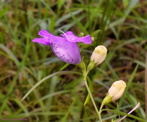 Purple False Foxglove Agalinis Purpurea Orobanchaceae Flickr